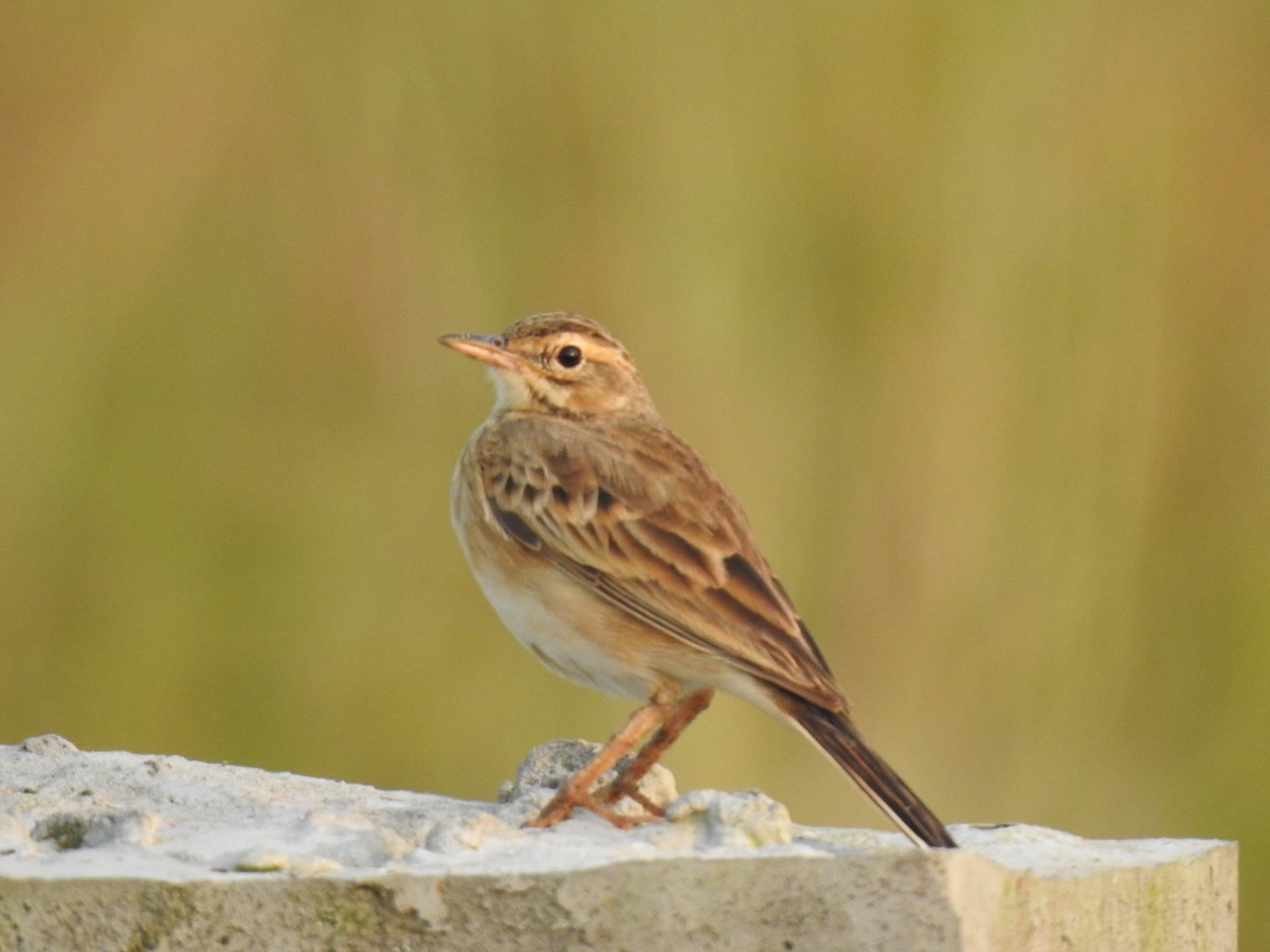 linduška rýžová - ML644983828