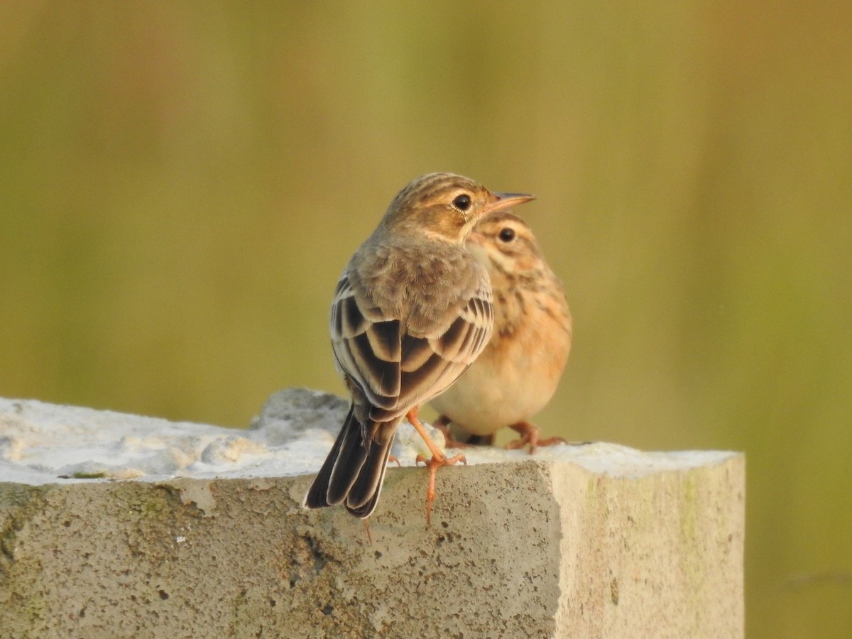 linduška rýžová - ML644983829