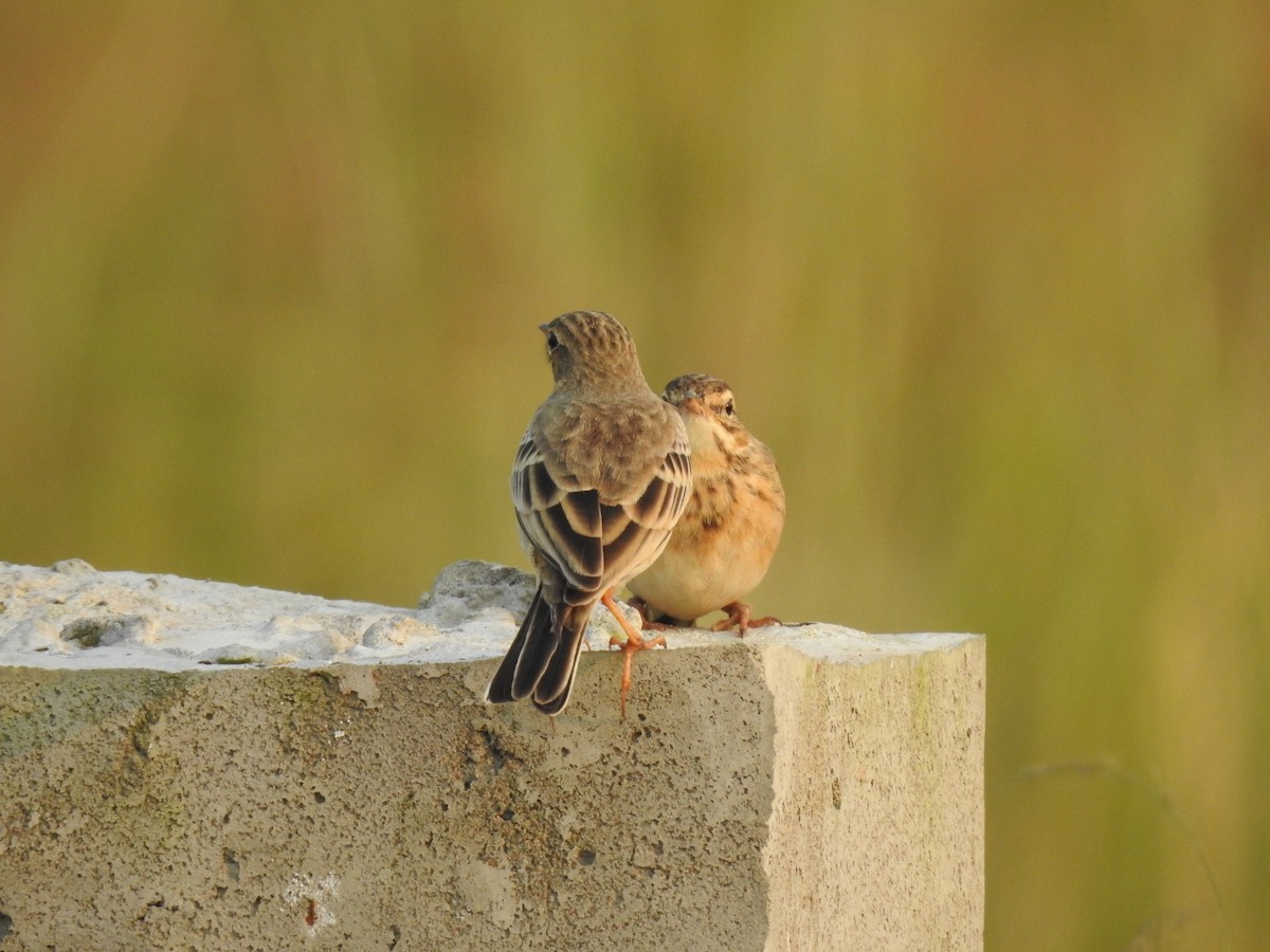 linduška rýžová - ML644983830