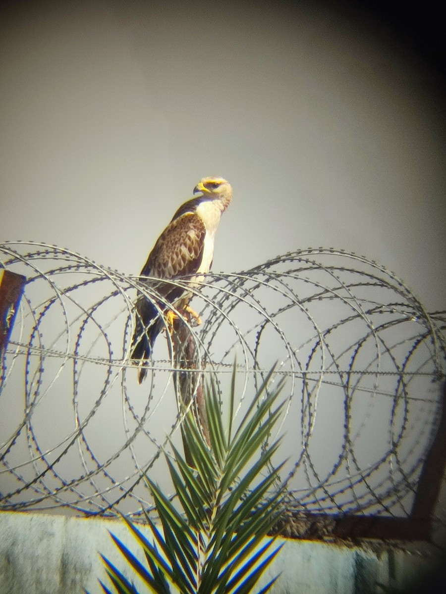 včelojed chocholatý - ML644983831