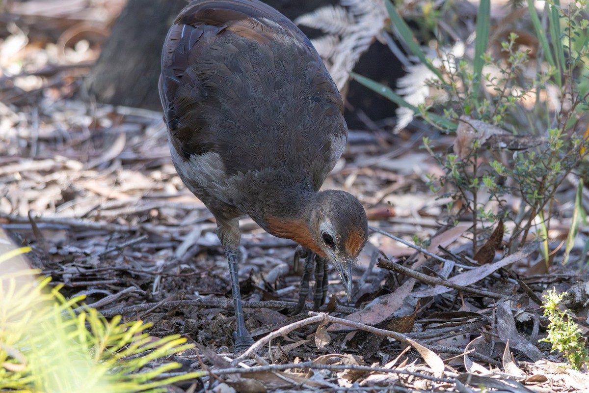 lyrochvost nádherný - ML644983833