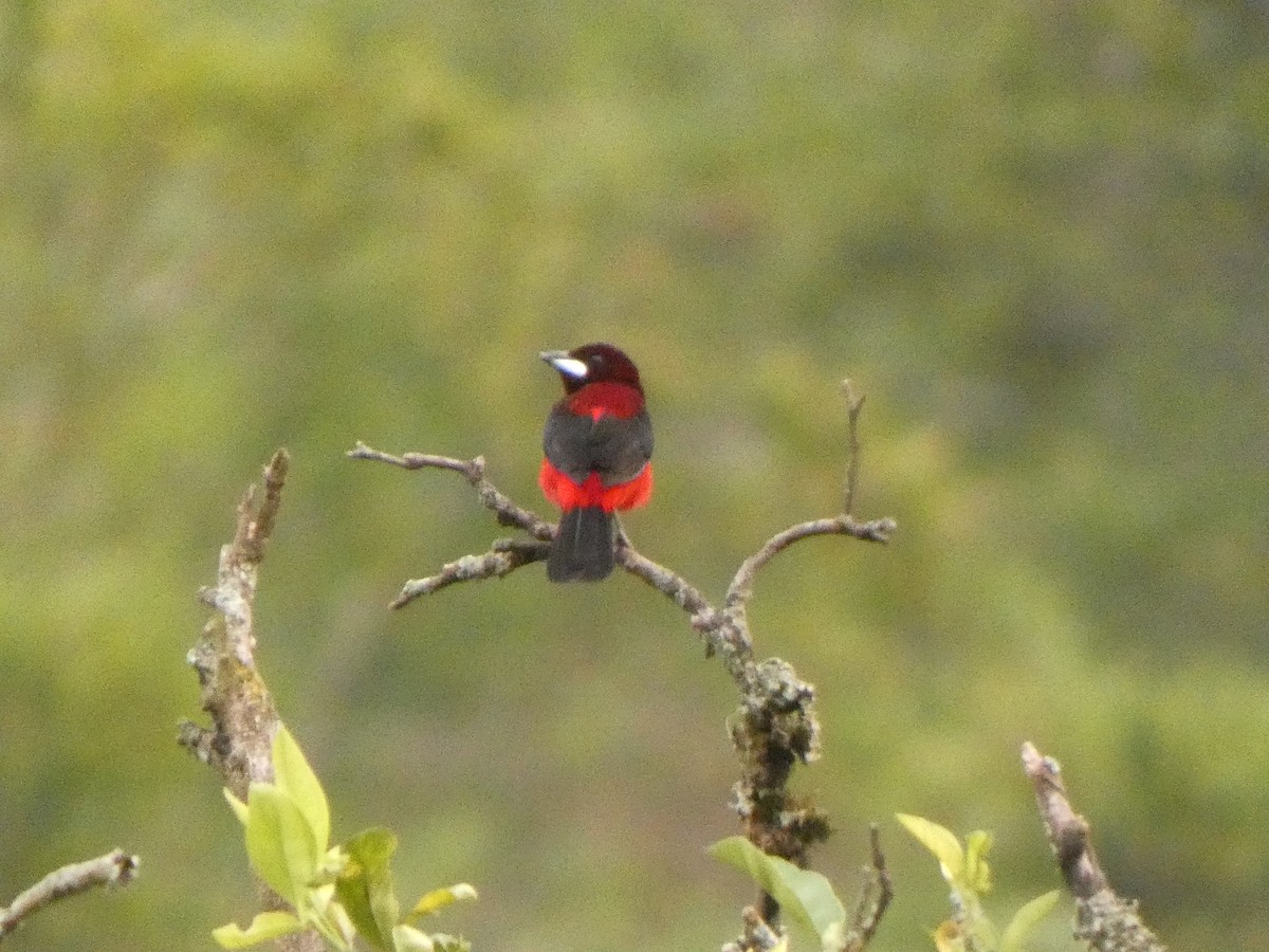 Crimson-backed Tanager - ML644983836