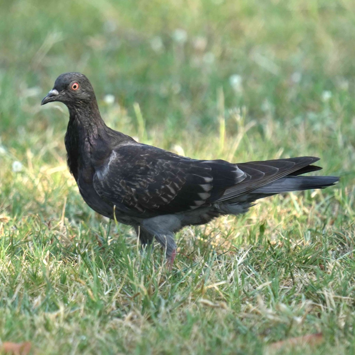 holub skalní (domácí) - ML644983837