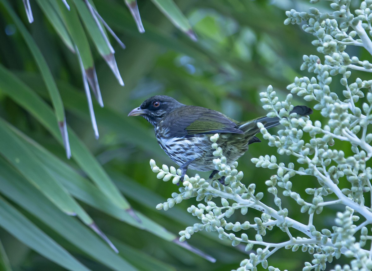 brkoslavec palmový - ML644983839