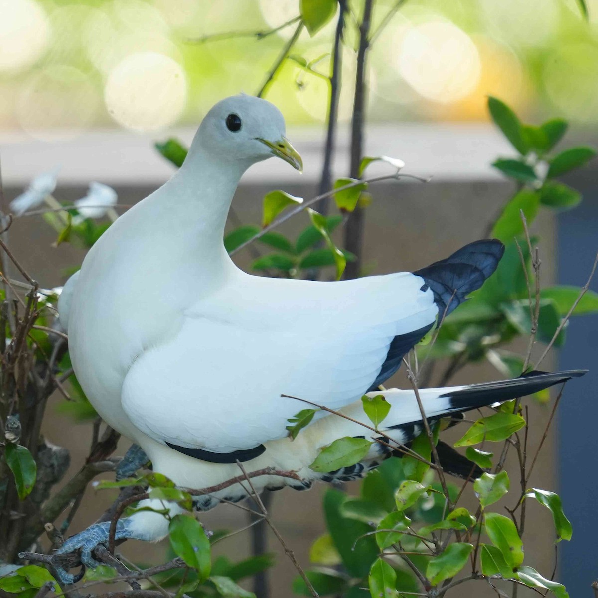 holub pobřežní - ML644983840