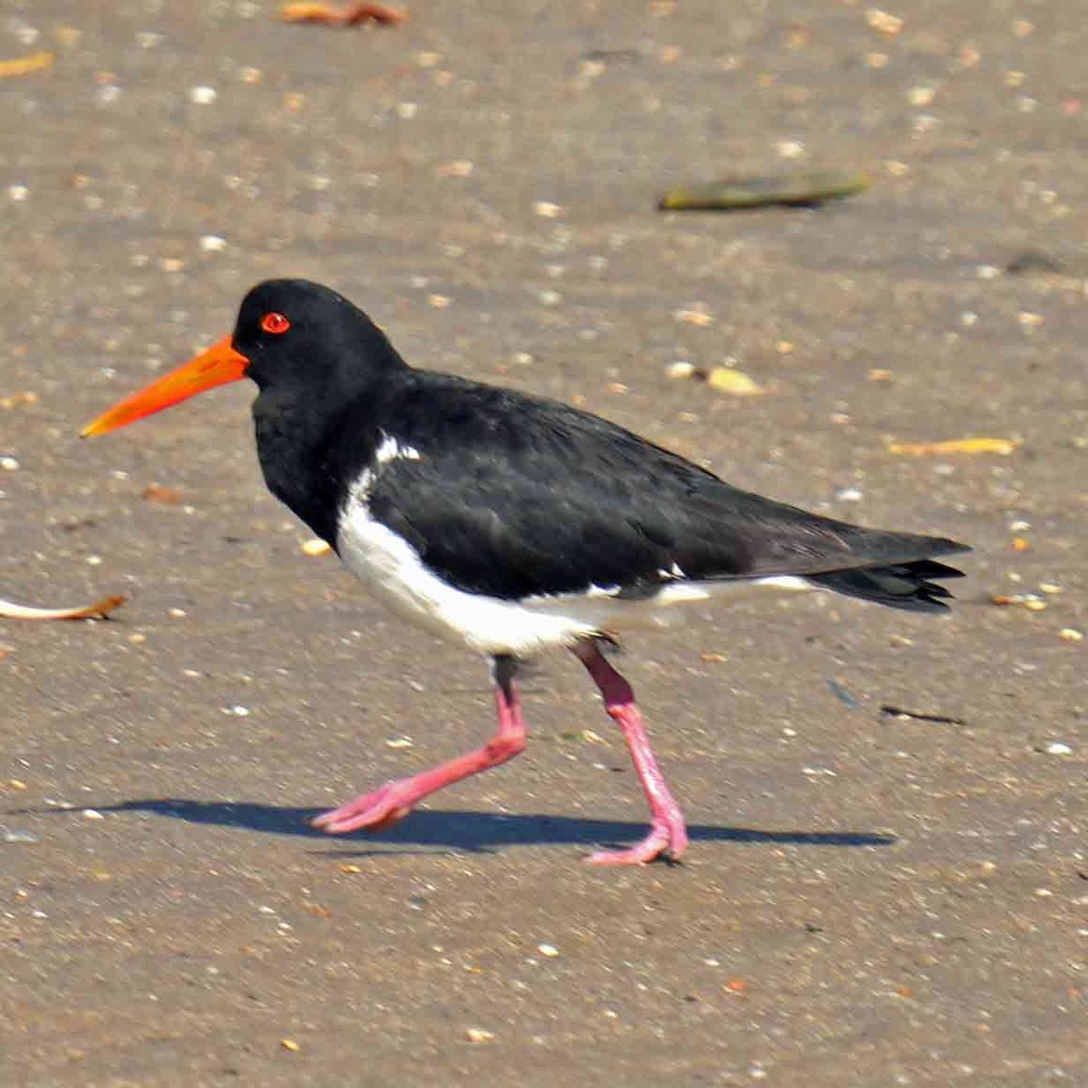 ústřičník dlouhozobý - ML644983841