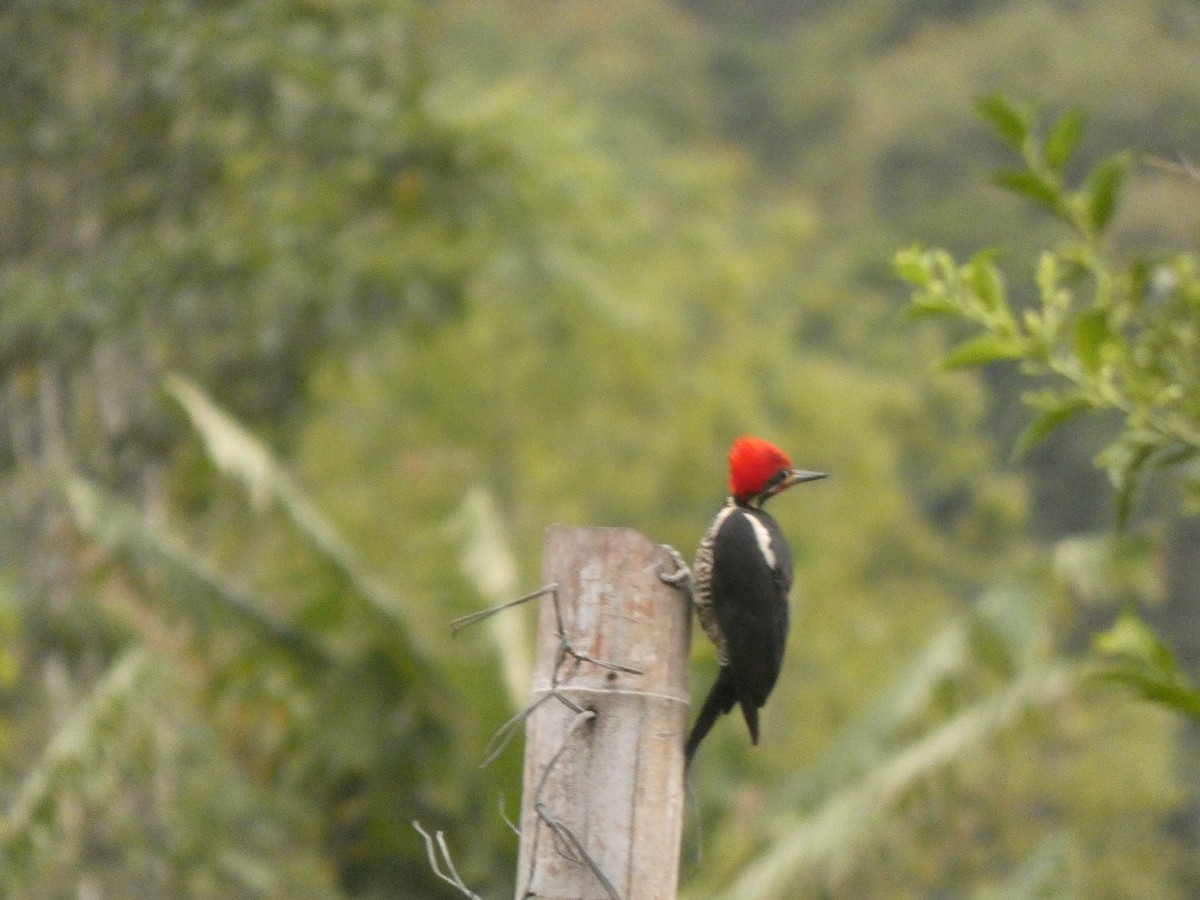 datel bělohřbetý - ML644983842