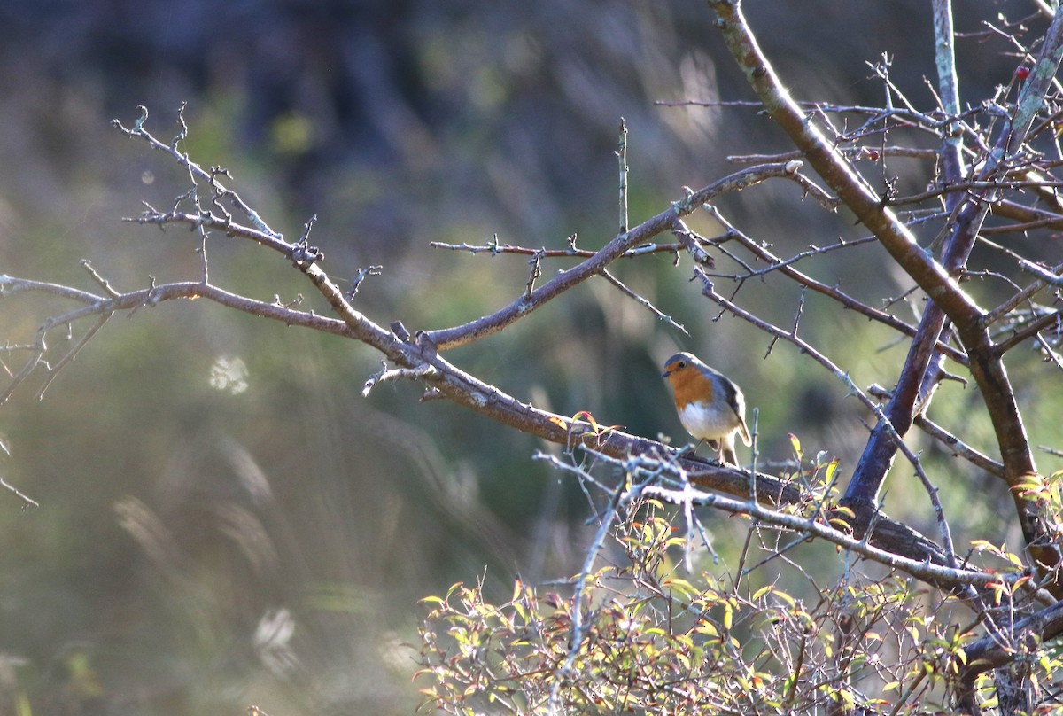 červenka obecná - ML644983846