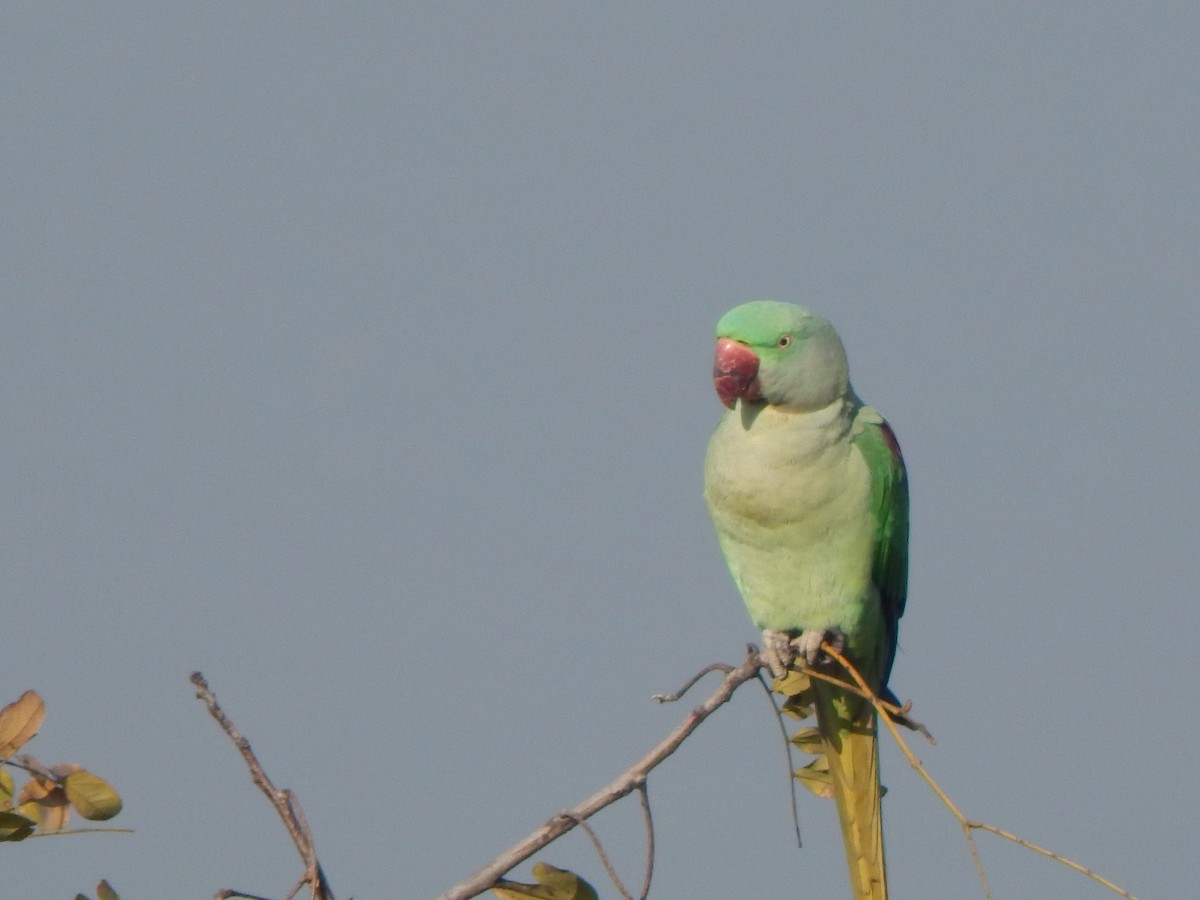 Папужець індійський - ML644983851