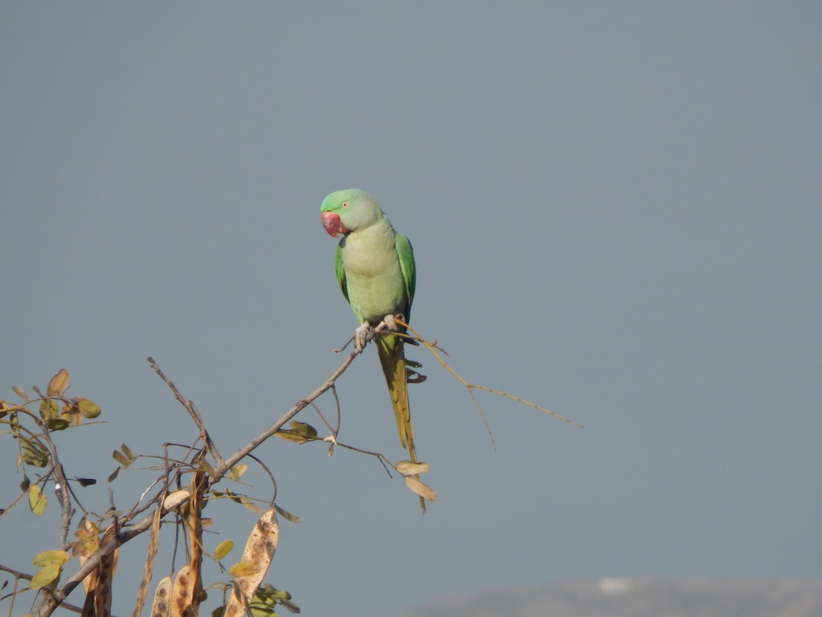 Папужець індійський - ML644983852
