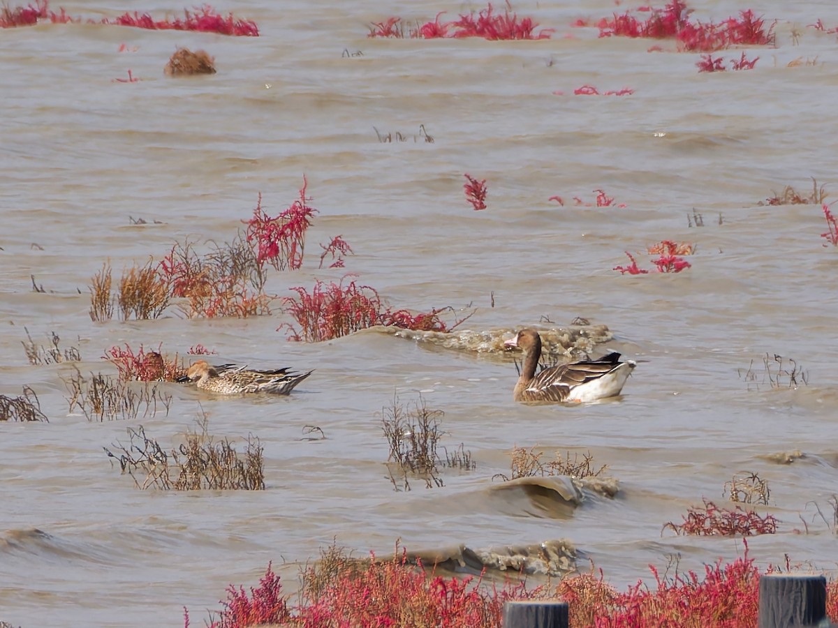 Гуска білолоба - ML644983853