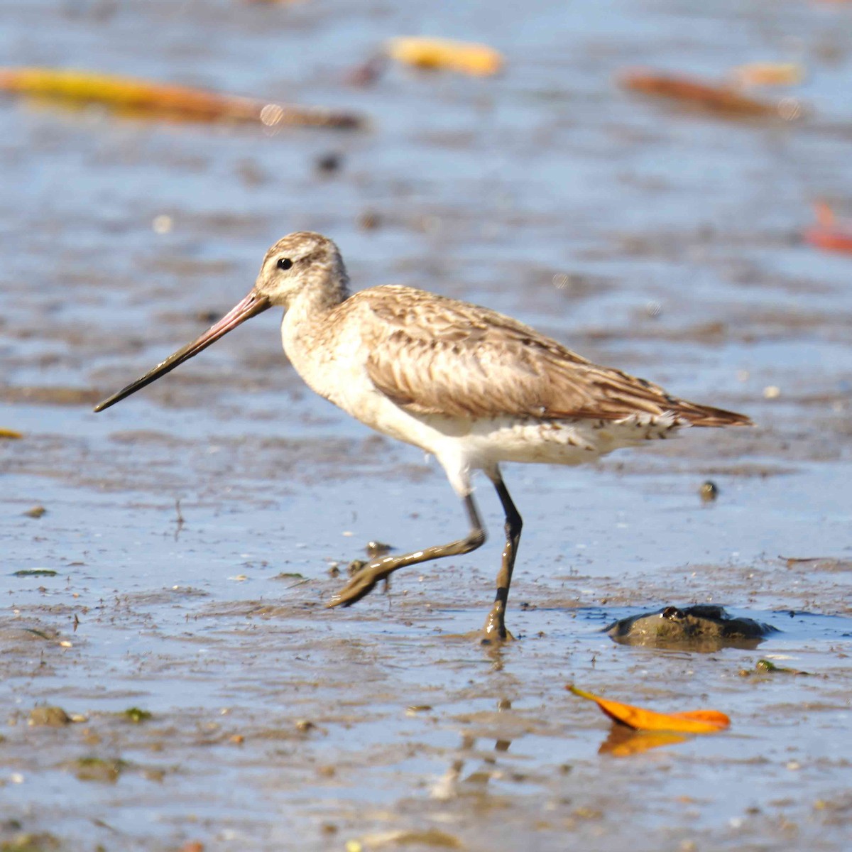 Грицик малий - ML644983856