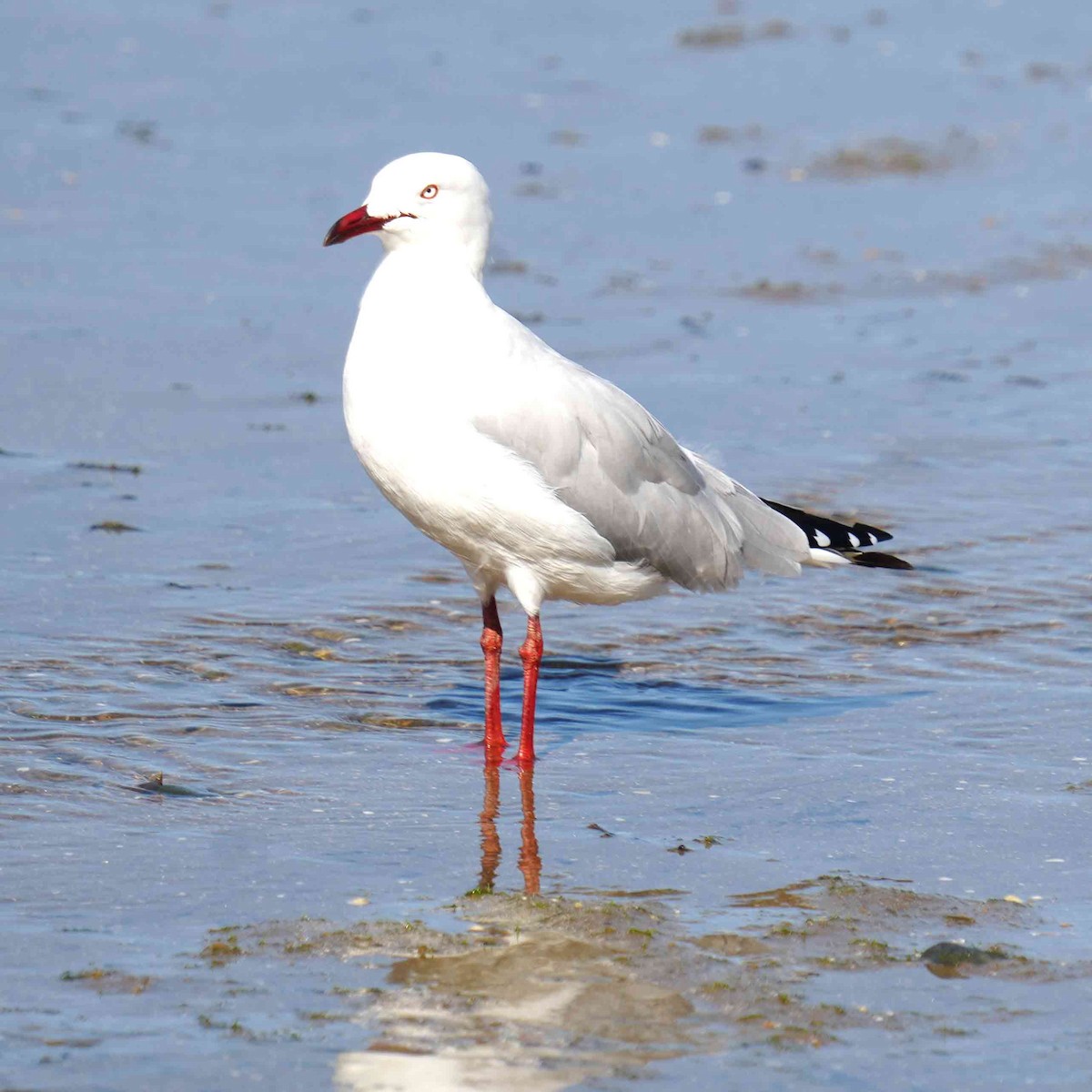 Мартин австралійський - ML644983858