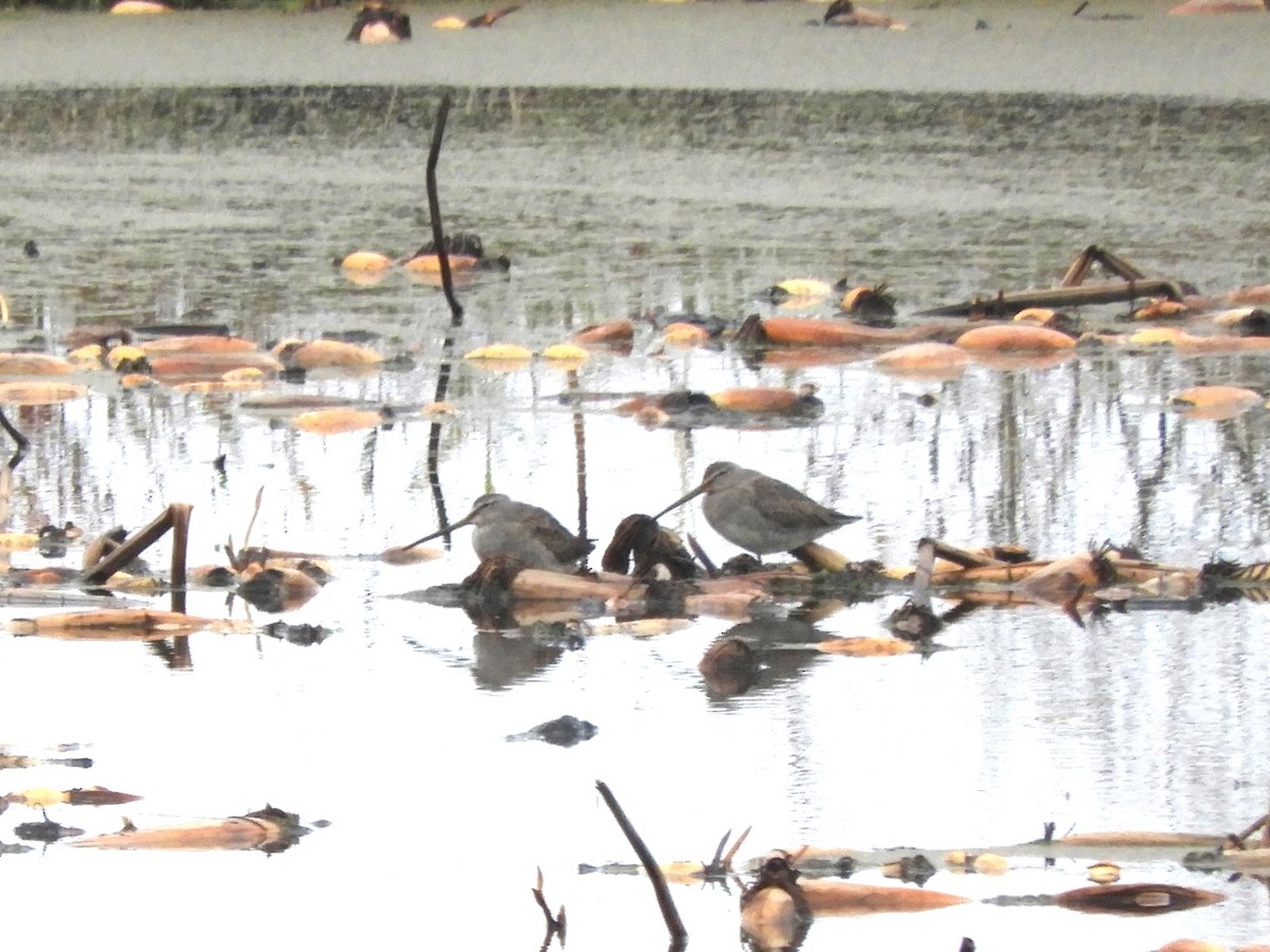 Неголь довгодзьобий - ML644983859