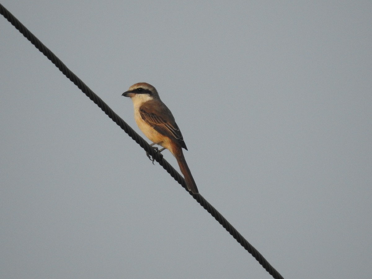 Сорокопуд сибірський - ML644983861