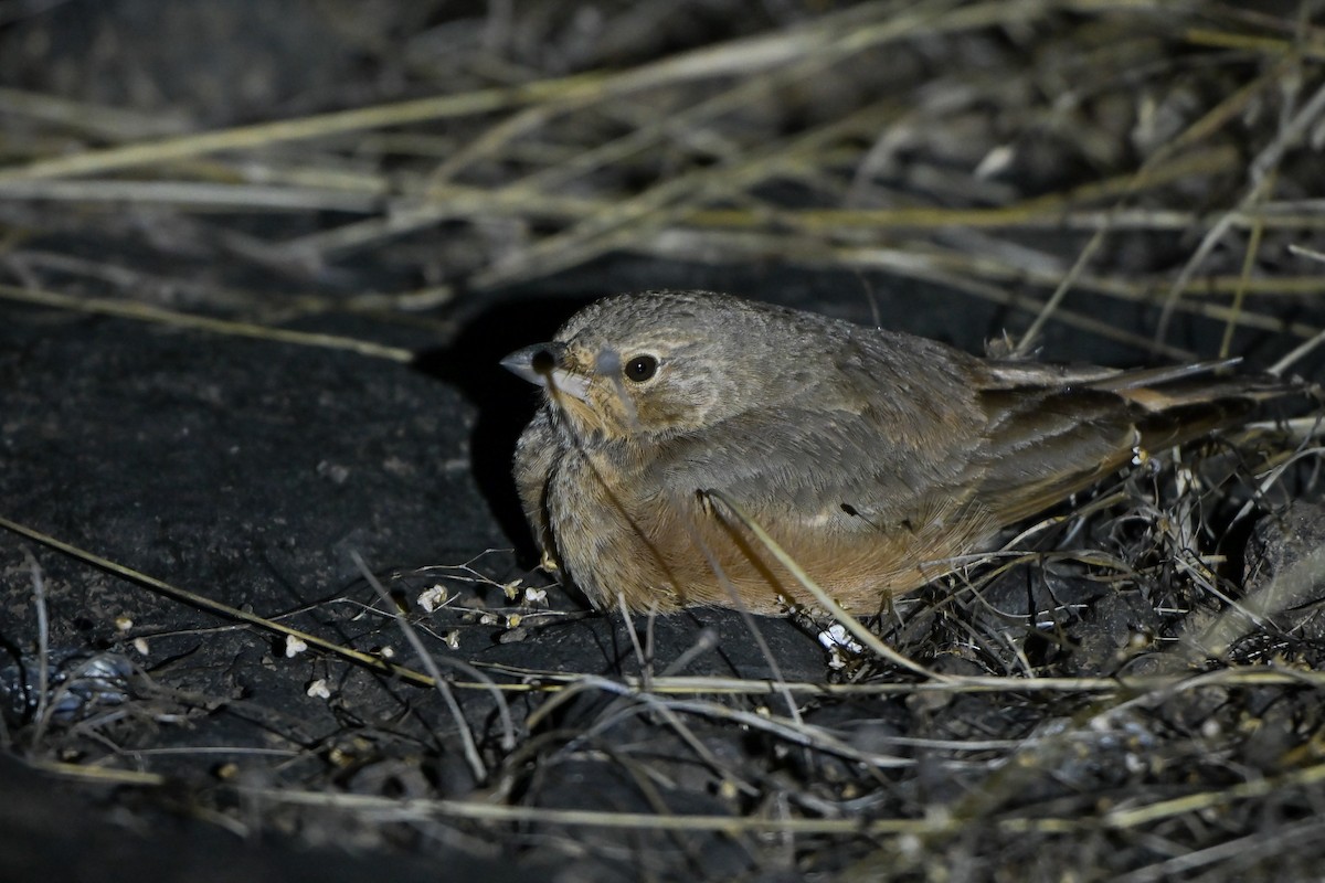 Жайворонок рудохвостий - ML644983862