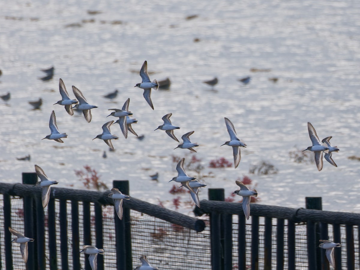 Побережник чорногрудий - ML644983864