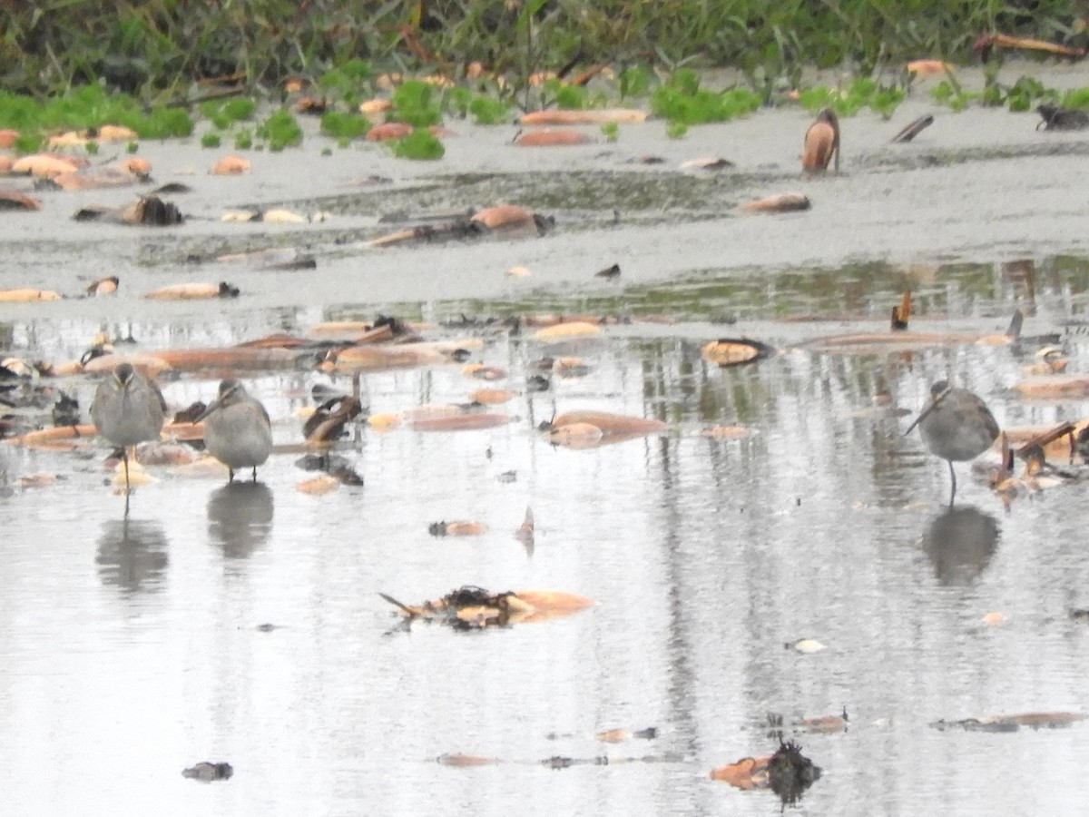 Неголь довгодзьобий - ML644983865