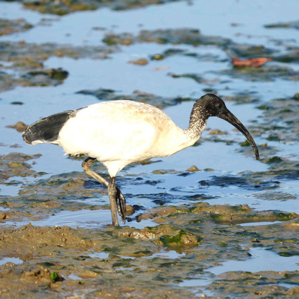 Ібіс молуцький - ML644983866