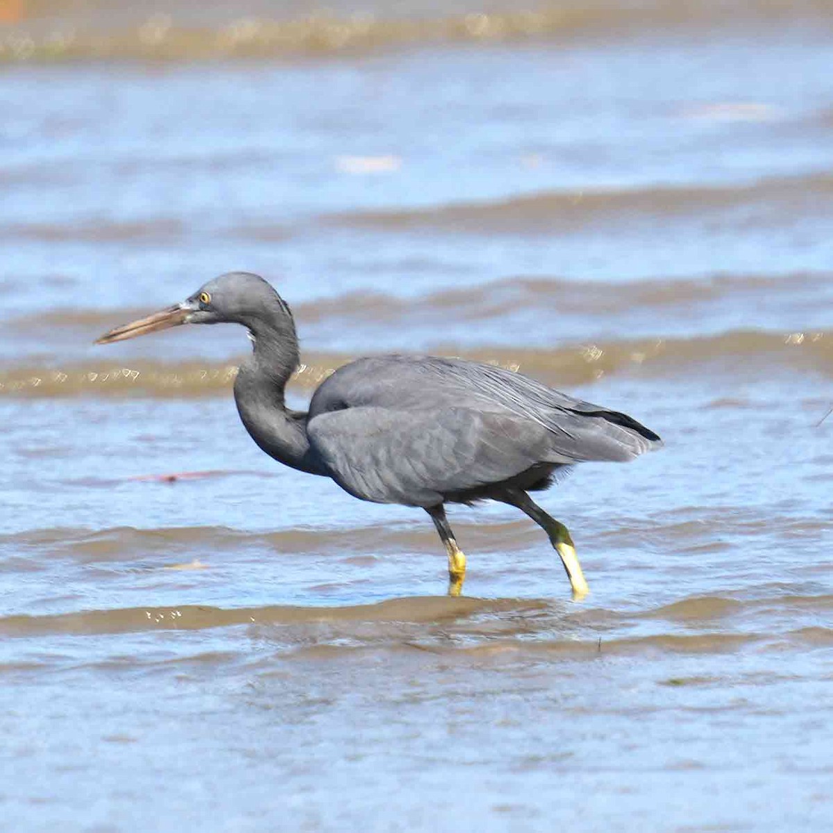 Чепура тихоокеанська - ML644983867