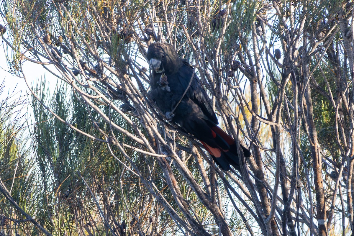 Какатоїс буроголовий - ML644983869