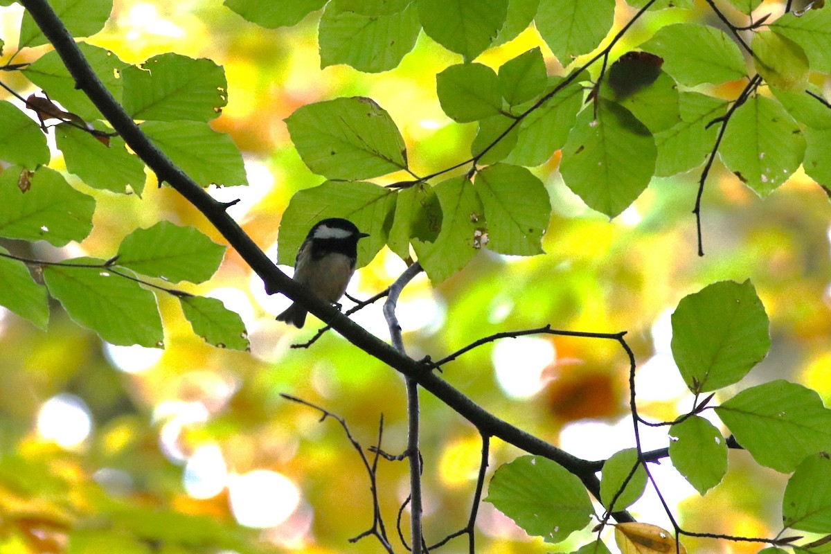 Синиця чорна - ML644983870