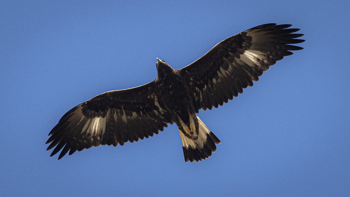 Беркут - ML644983872