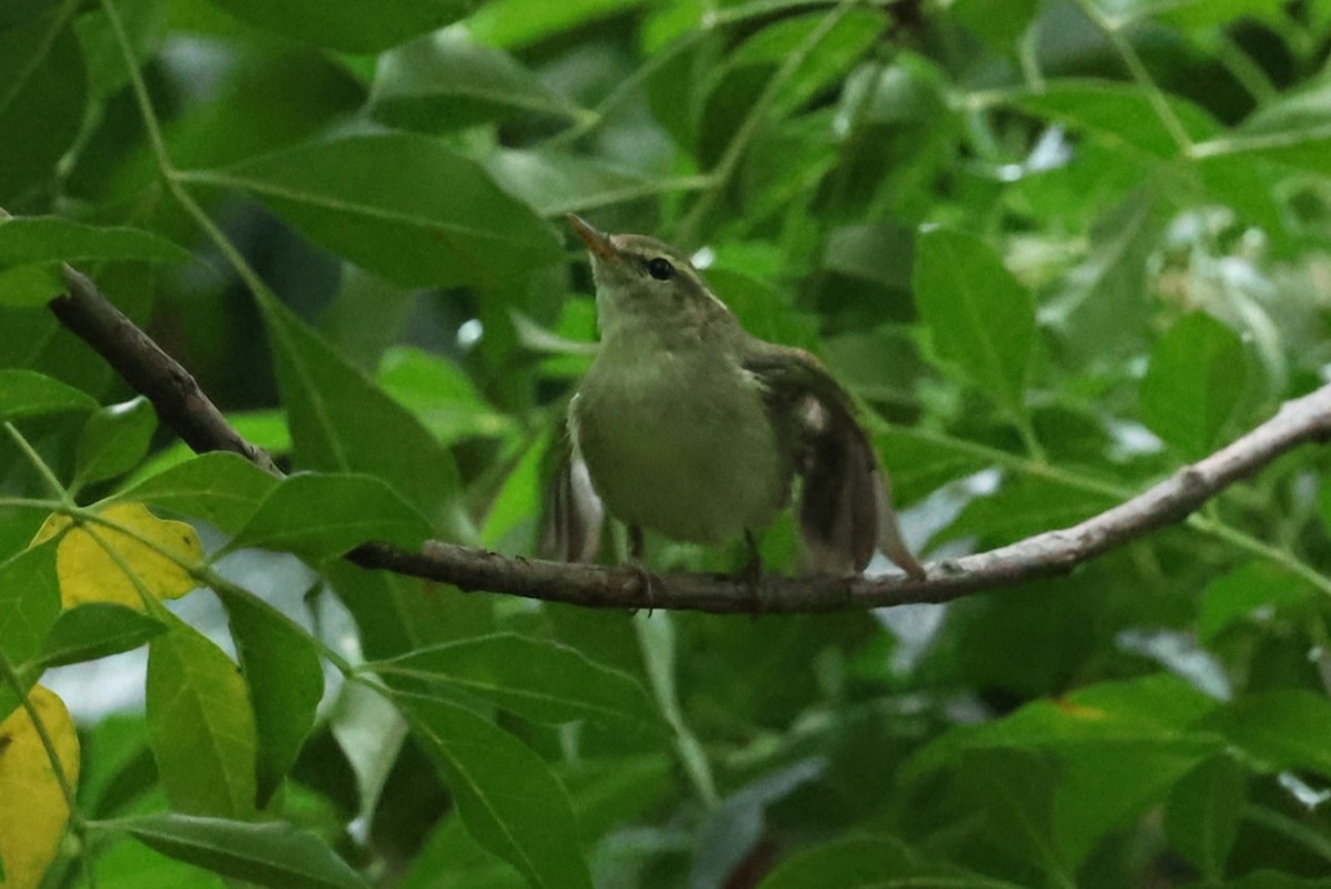 Вівчарик шелюговий - ML644983873