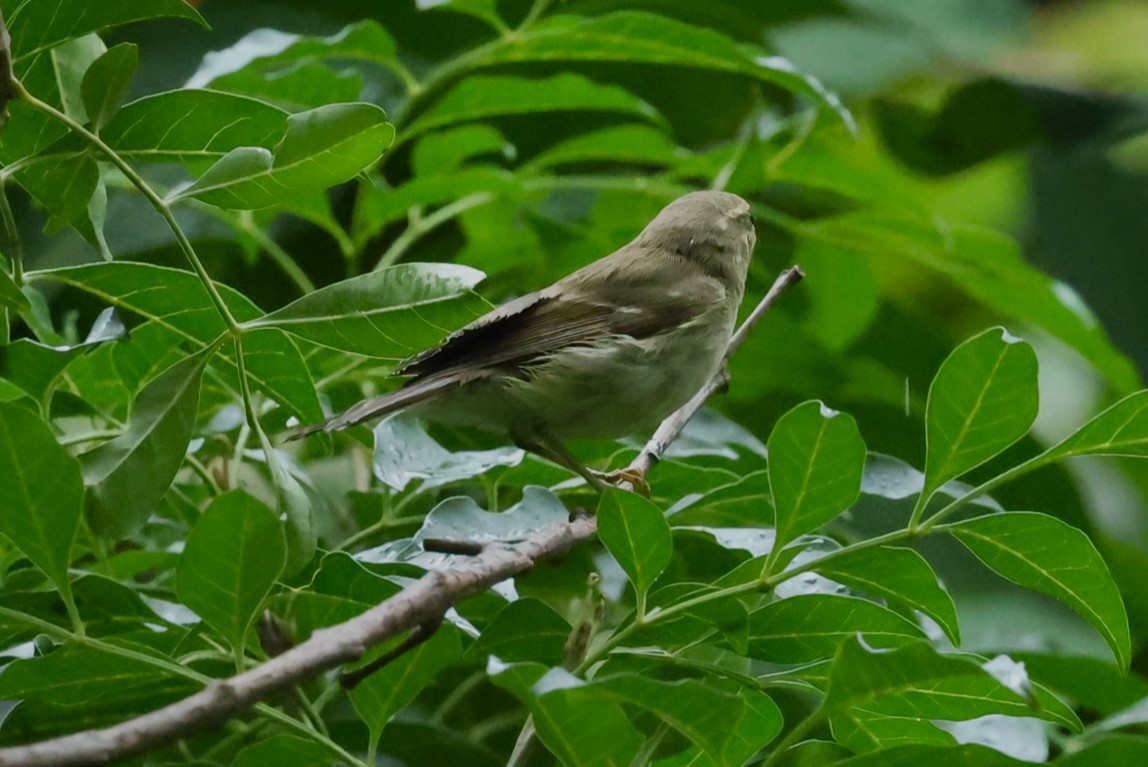 Вівчарик шелюговий - ML644983874