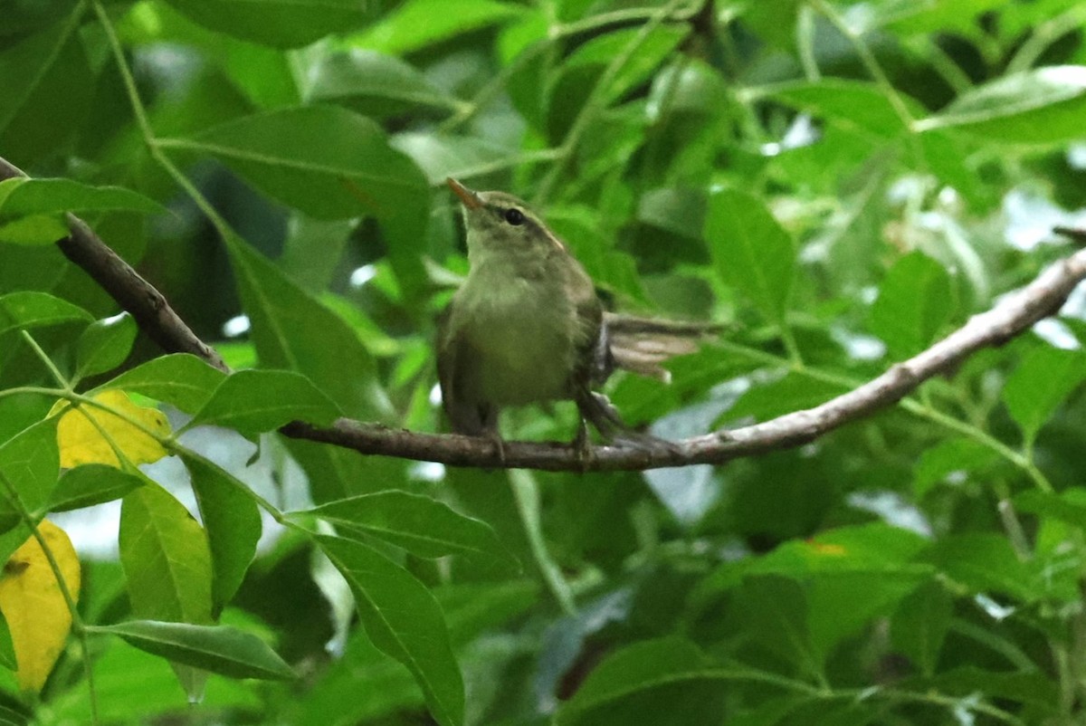 Вівчарик шелюговий - ML644983875