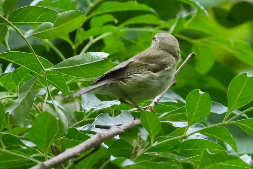 Вівчарик шелюговий - ML644983876