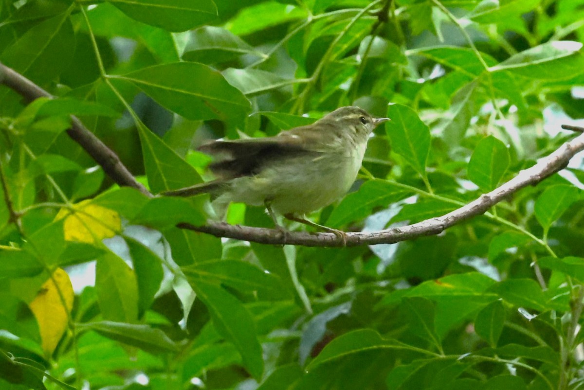 Вівчарик шелюговий - ML644983877