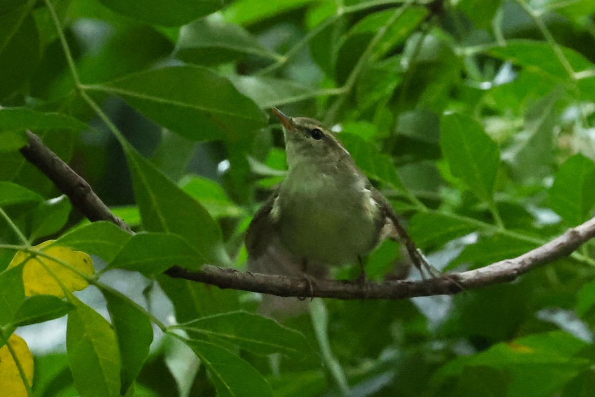 Вівчарик шелюговий - ML644983878