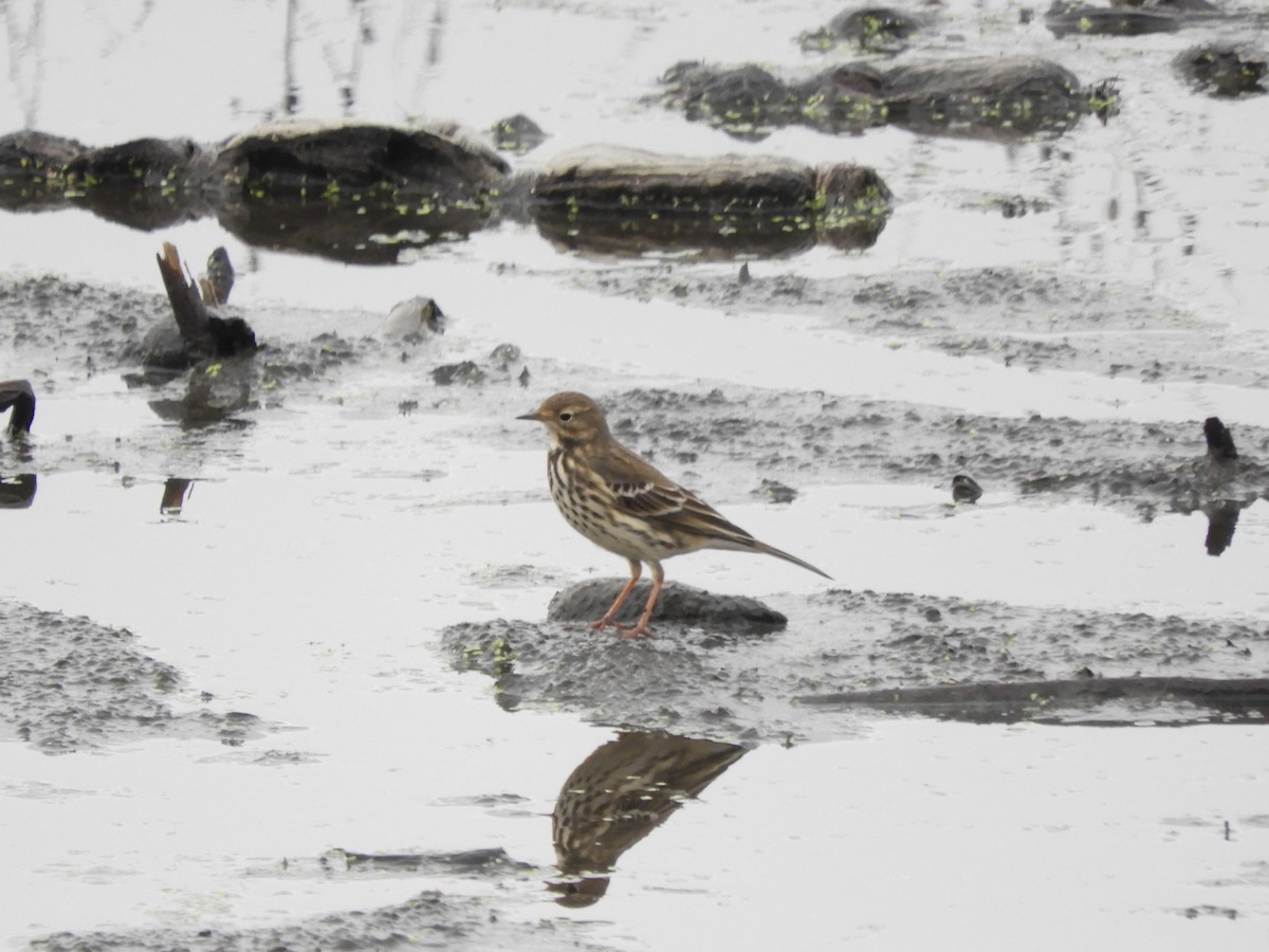 Щеврик японський - ML644983879