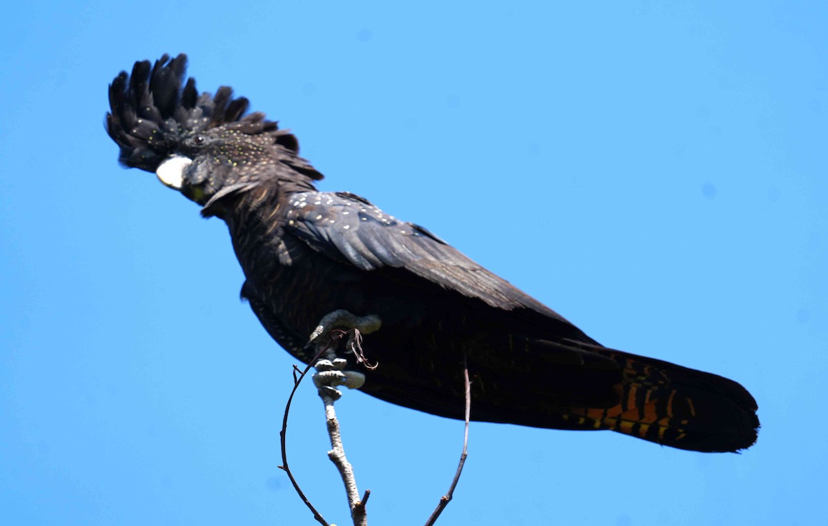 Какатоїс червонохвостий - ML644983881