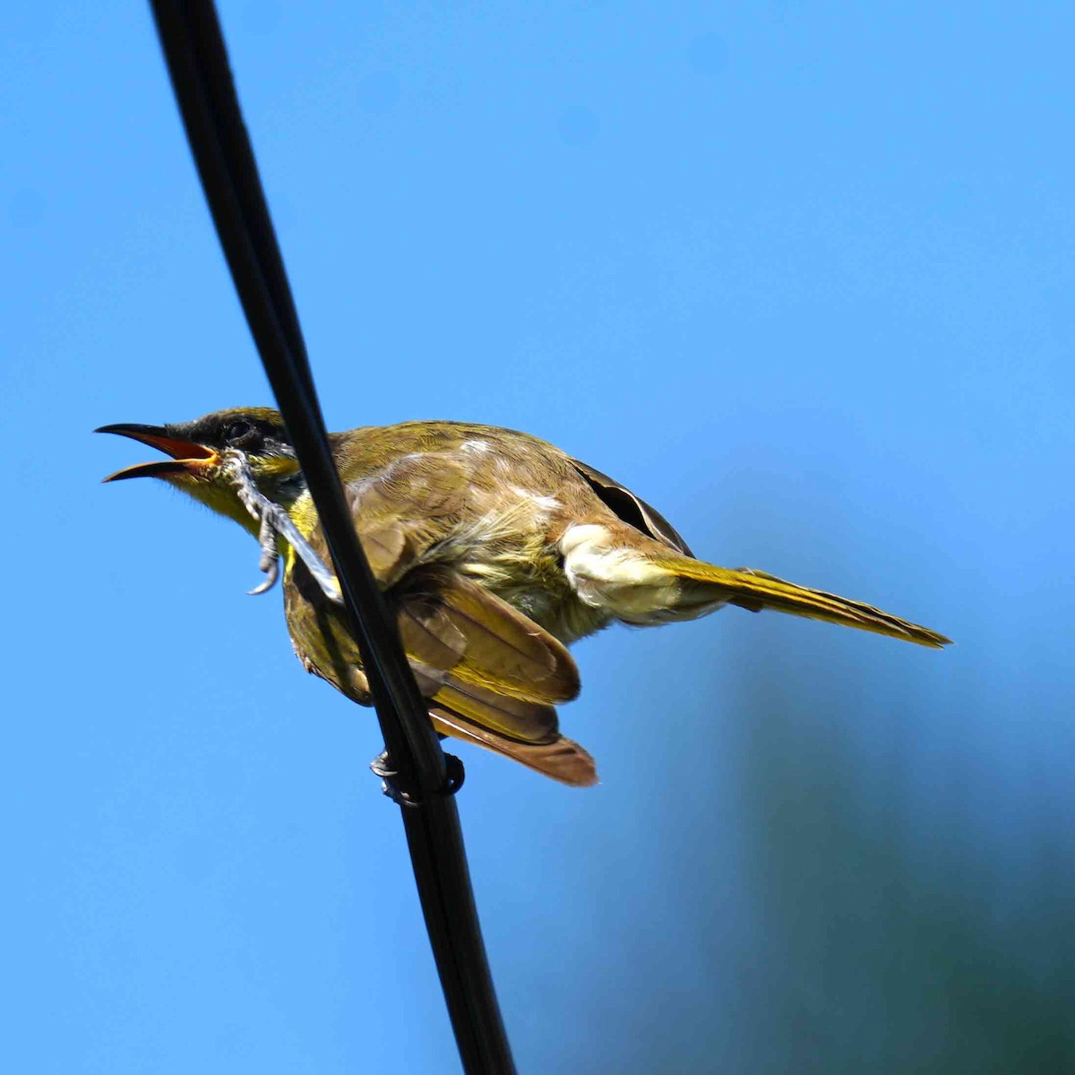 Медник різнобарвний - ML644983882