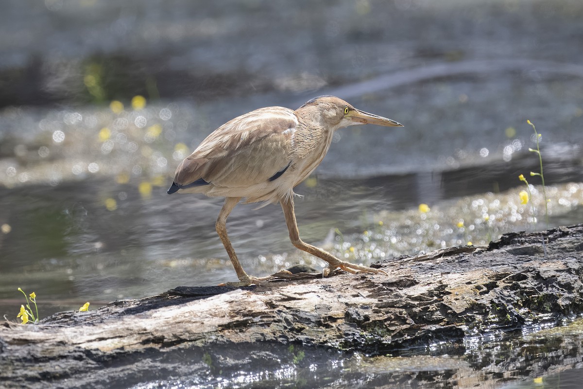 Yellow Bittern - ML644983883