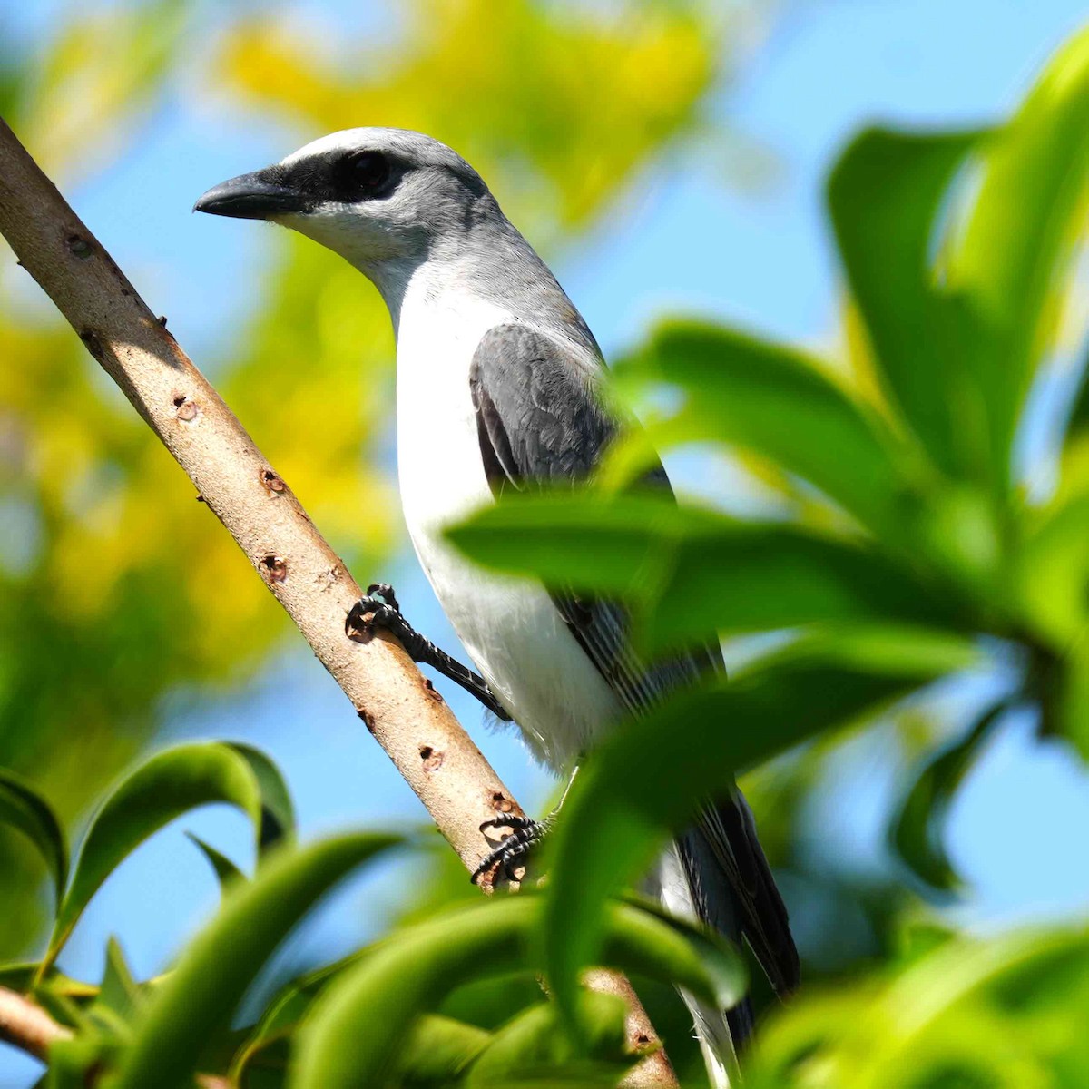 White-bellied Cuckooshrike - ML644983886