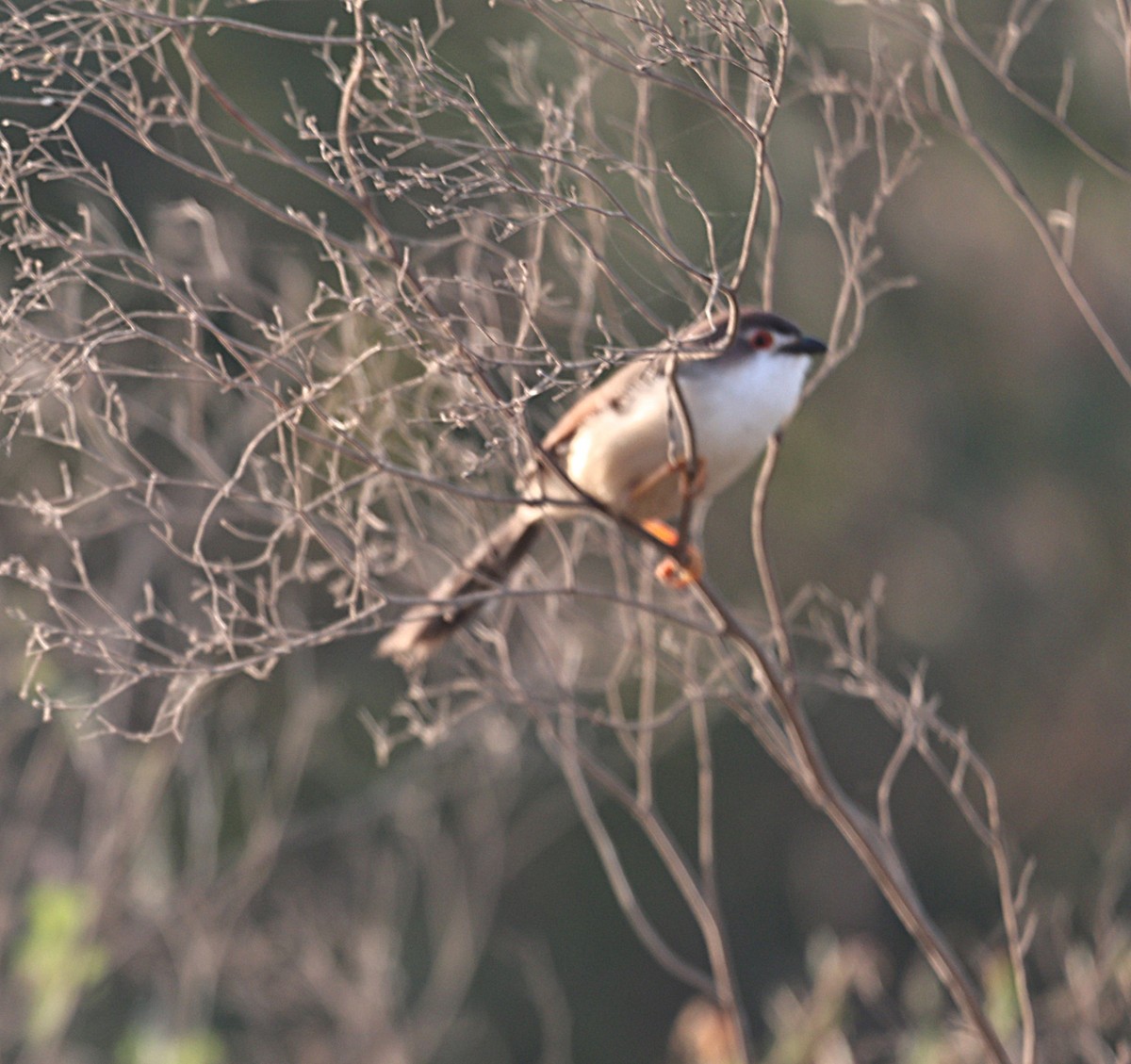 Timalí Ojigualdo - ML644983894