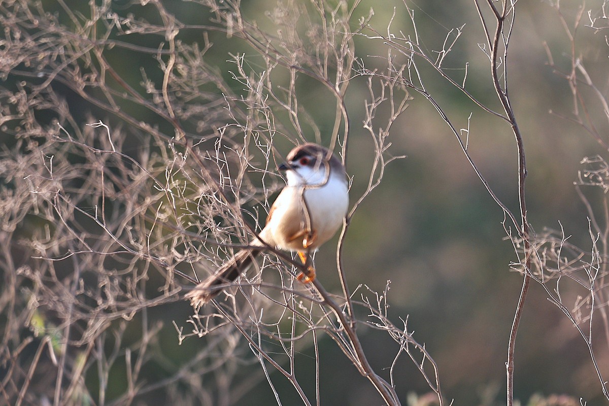 Timalí Ojigualdo - ML644983895
