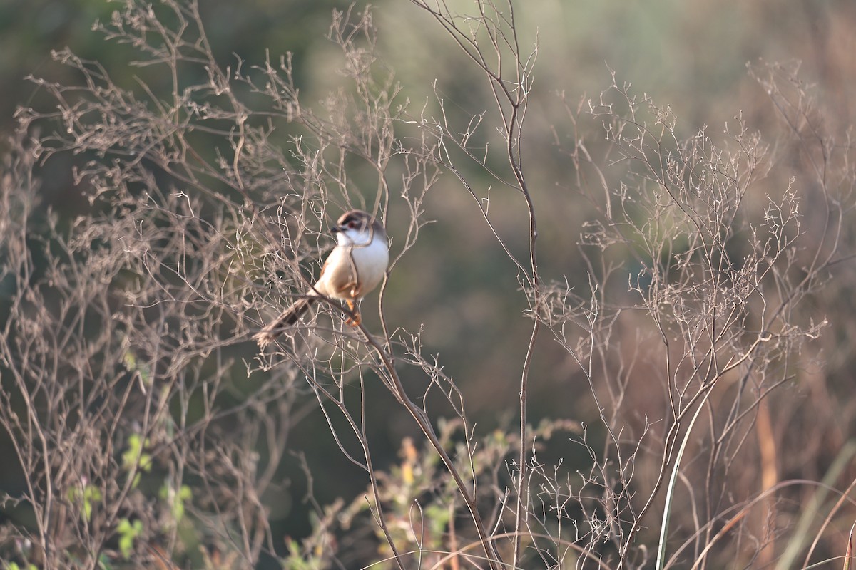 Timalí Ojigualdo - ML644983896