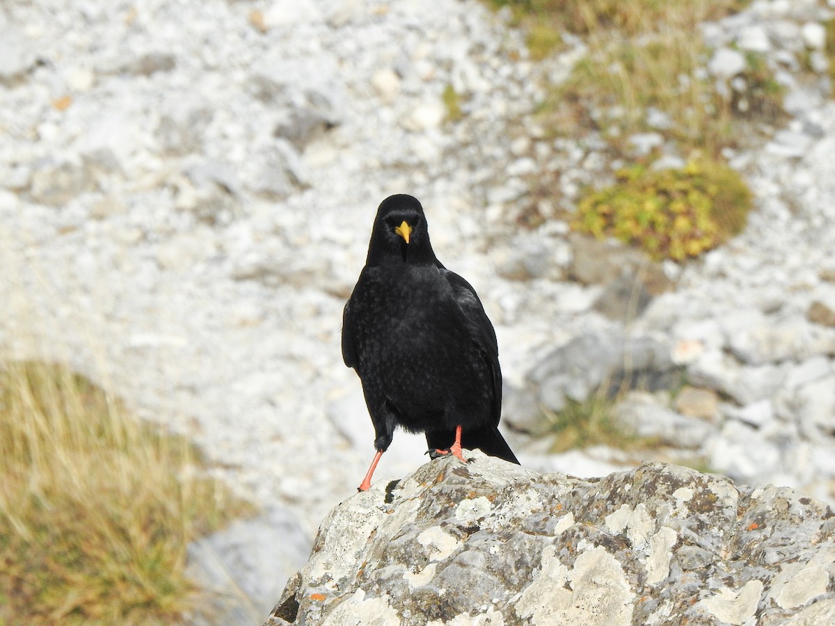 Yellow-billed Chough - ML644983904
