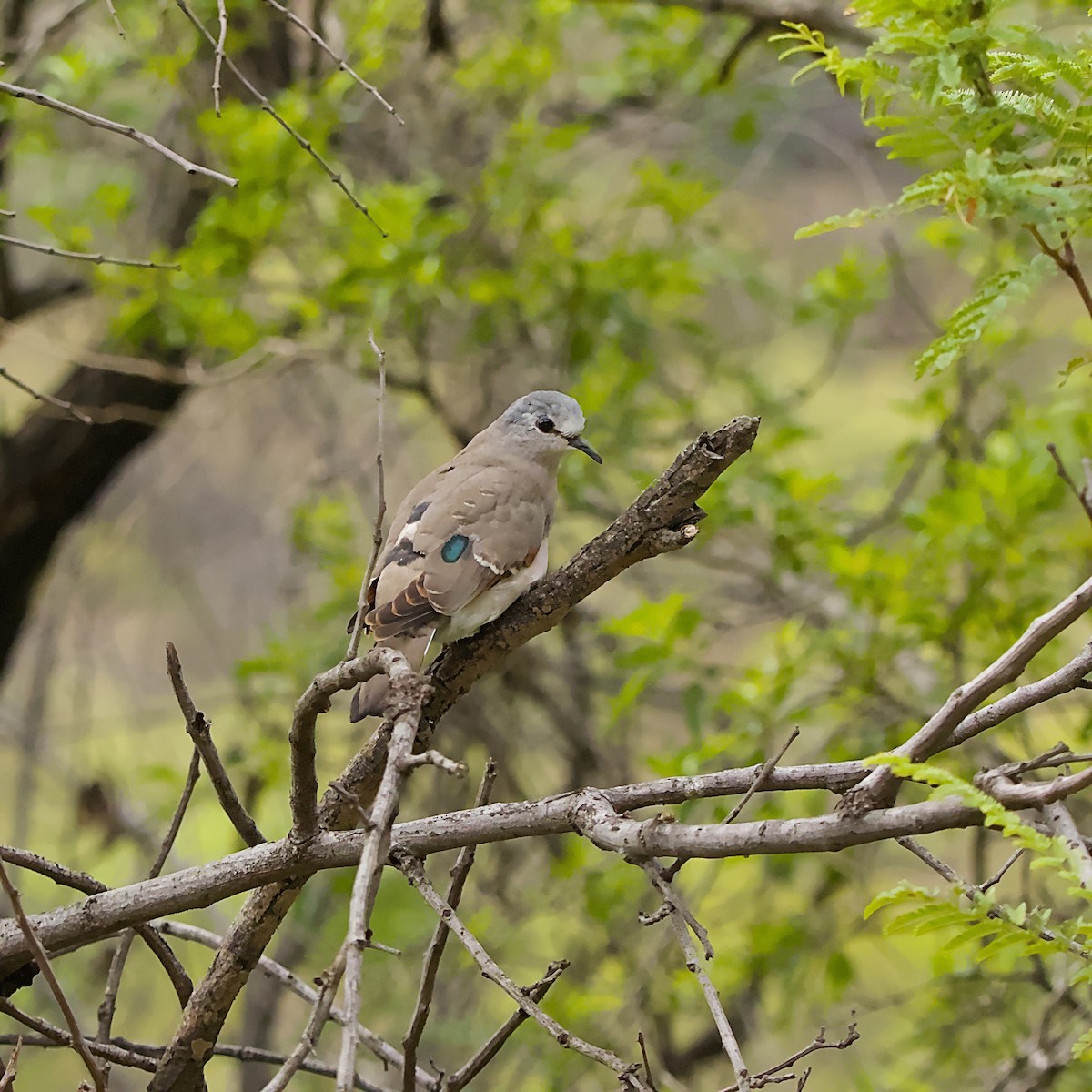 Зеленокрылая лесная горлица - ML644983913