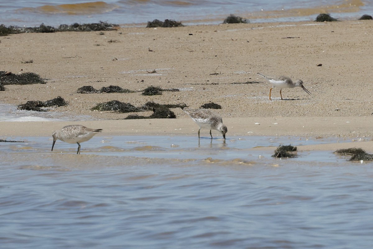 Terek Sandpiper - ML644983917