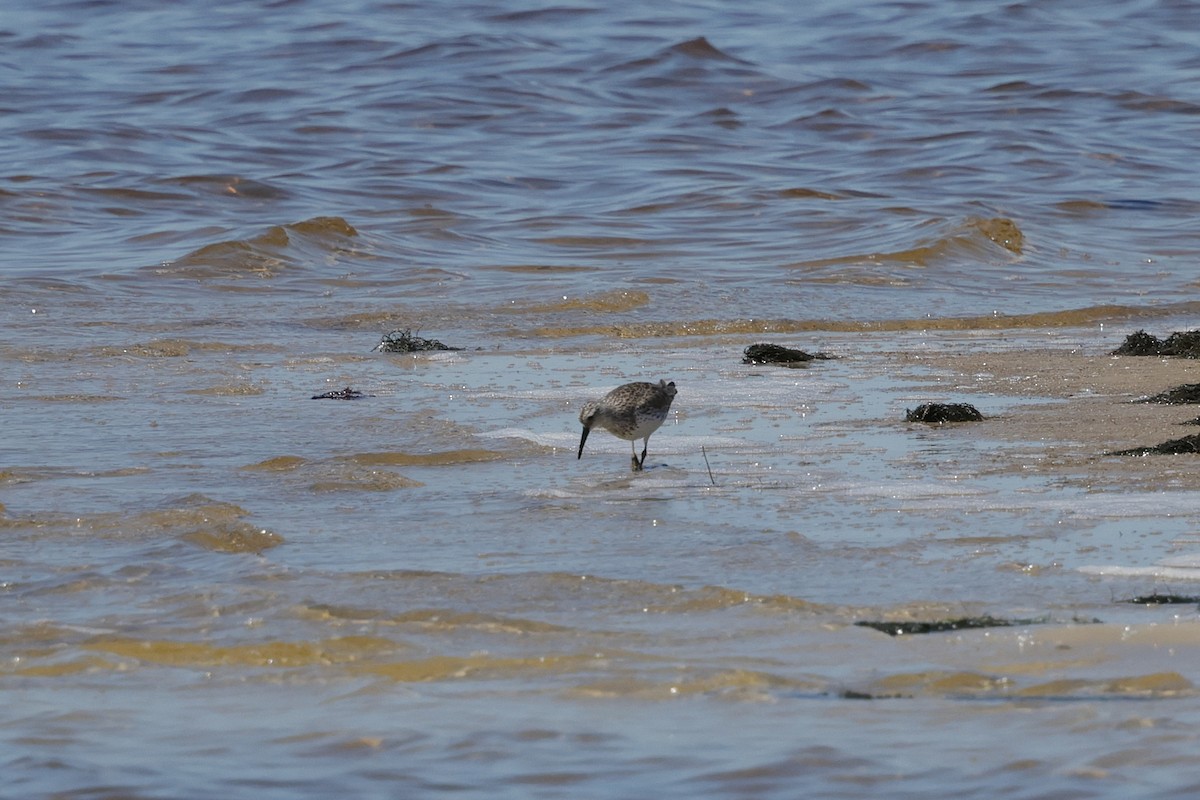 Great Knot - ML644983921