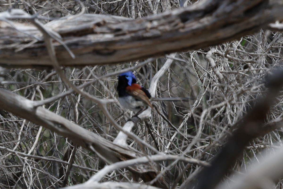 Purple-backed Fairywren - ML644983934
