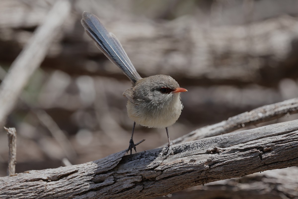 Purple-backed Fairywren - ML644983935