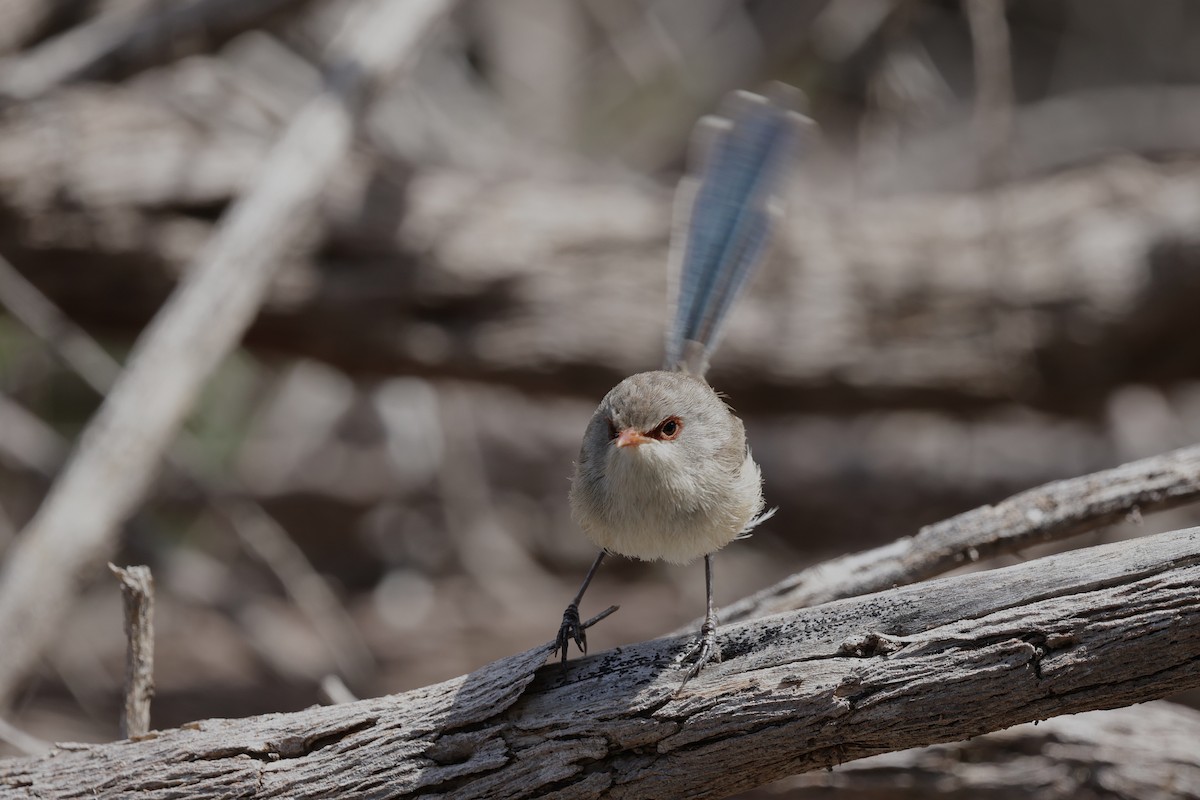 Purple-backed Fairywren - ML644983936