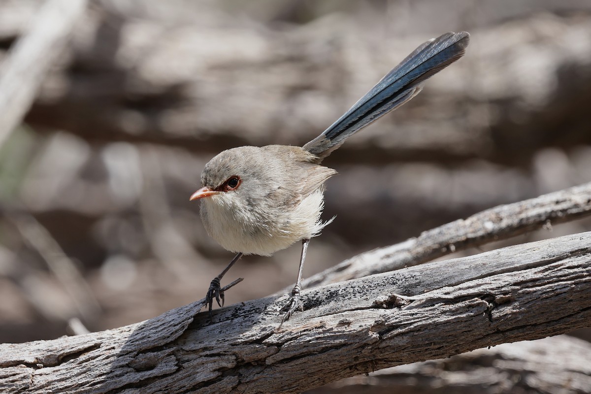 Purple-backed Fairywren - ML644983937
