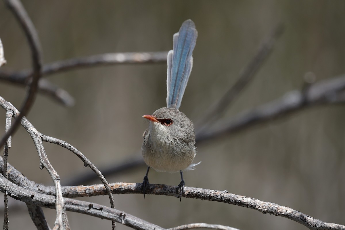 Purple-backed Fairywren - ML644983939